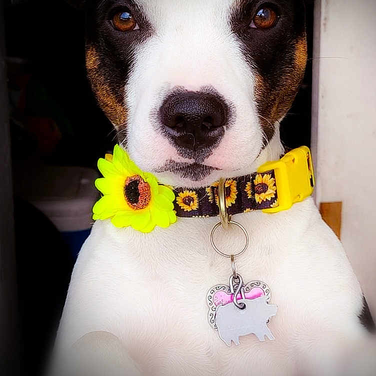 Myla joined the competition — help win amazing prizes! accessories, animal, appenzeller, boxer, bulldog, canine, collar, daisy, dog, flower, hound, jewelry, leash, necklace, pet, plant, pointer, puppy, strap, sunflower