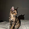 cat, tortoiseshell, feline, pet, animal, sitting, bed, bedroom, indoors, dramatic_lighting, shadow, wall, whiskers, ears, eyes, fur, striped_fur, portrait, rumpled_bedding, home