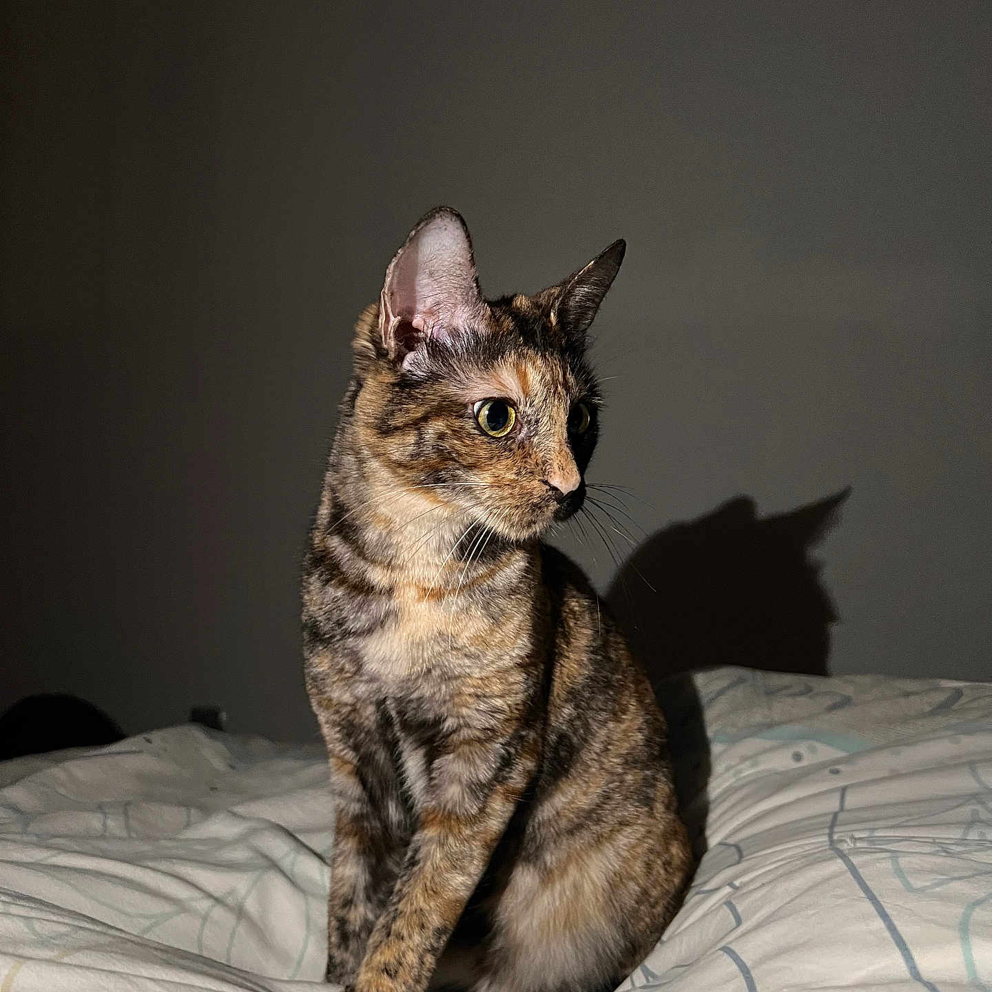 Nova