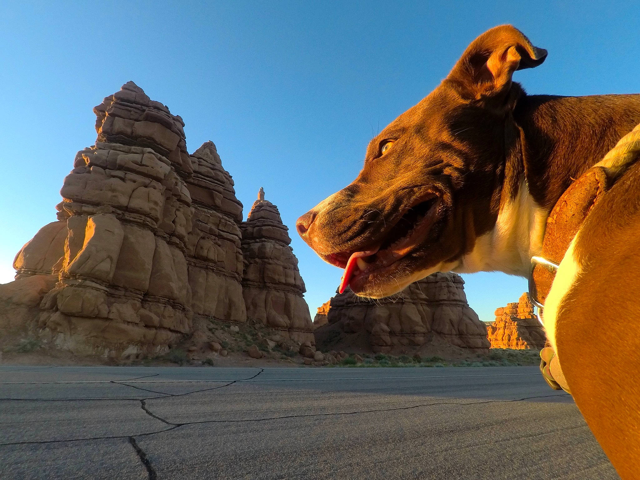 Nala joined the competition — help win amazing prizes! arch, badlands, butte, canidae, fawn, formation, geology, landmark, landscape, national_park, rock, sky, sporting_group, tourism
