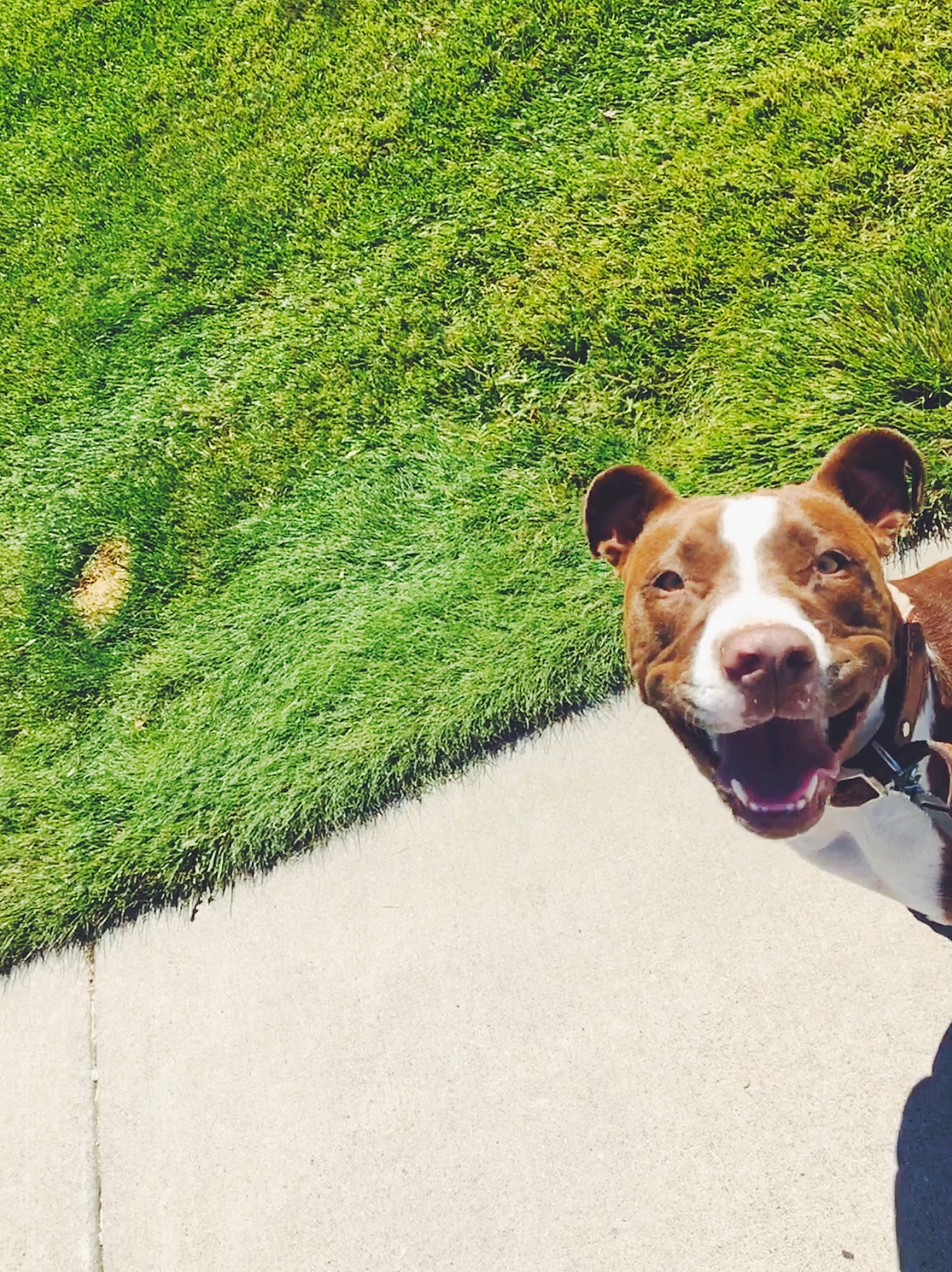 Nala is registered to the contest to win money with this photo: adventure, american_staffordshire_terrier, canidae, carnivore, companion_dog, dog, dog_breed, dog_walking, fawn, grass, green, jack_russell_terrier, leash, nose, plant, sidewalk, snout, sporting_group