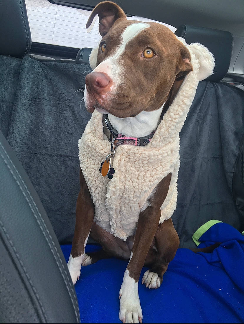 Nala is registered to the contest to win money with this photo: american_pit_bull_terrier, canidae, carnivore, dog, dog_breed, dog_collar, fawn, hunting_dog, mammal, non_sporting_group, pit_bull, rare_breed_dog, snout, sporting_group