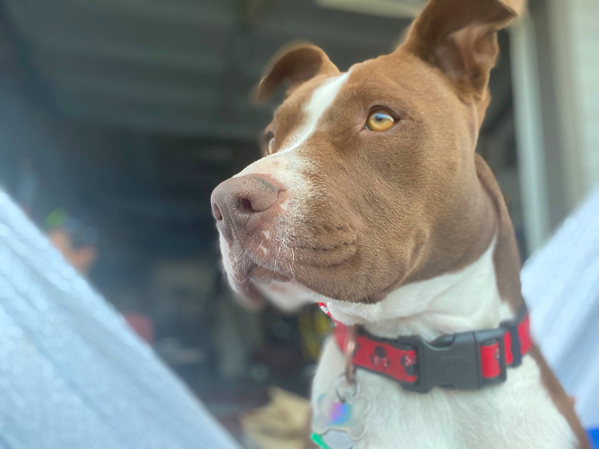 Nala joined the competition — help win amazing prizes! american_pit_bull_terrier, american_staffordshire_terrier, canidae, carnivore, dog, dog_breed, ear, fawn, hunting_dog, mammal, non_sporting_group, nose, pit_bull, pointer, puppy, rare_breed_dog, snout, sporting_group, vertebrate, whiskers