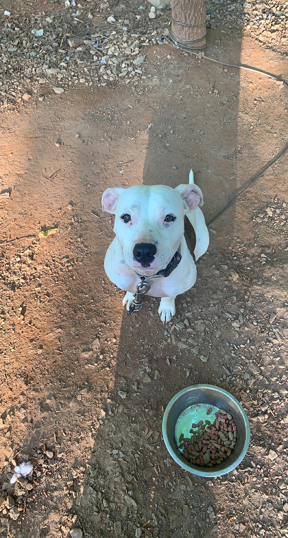 Addy joined the competition — help win amazing prizes! bowl, canidae, carnivore, collar, companion_dog, dog, dog_breed, dog_clothes, dog_collar, dog_supply, fawn, mixture, pet_supply, road_surface, small_animal_food, soil, sporting_group, tail, toy_dog, working_animal