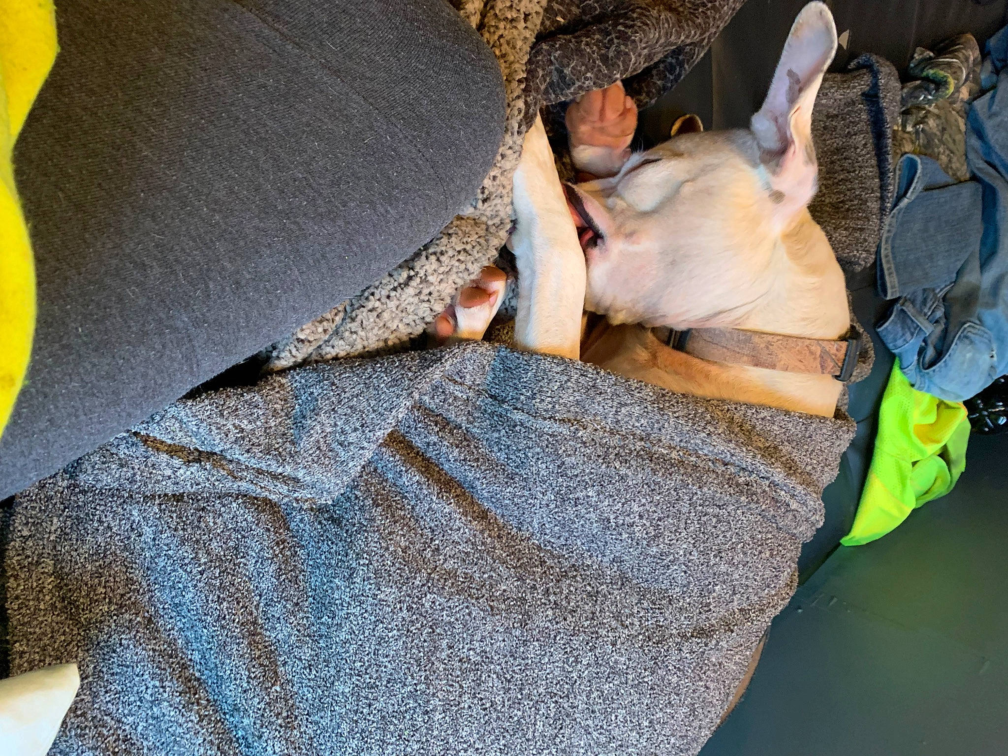 Addy is registered to the contest to win money with this photo: bag, button, carnivore, collar, comfort, companion_dog, denim, dog, dog_breed, fawn, fur, hat, human_leg, linens, pattern, sleeve, thigh, toy_dog, wool, woven_fabric