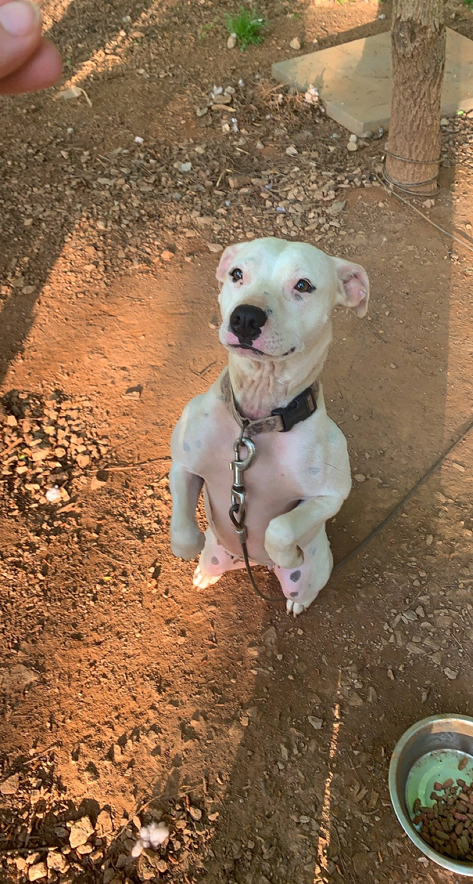 Addy is registered to the contest to win money with this photo: ancient_dog_breeds, carnivore, collar, companion_dog, dog, dog_breed, dog_collar, dog_supply, fawn, guard_dog, leash, non_sporting_group, pet_supply, snout, soil, sporting_group, street_dog, tail, whiskers, working_animal