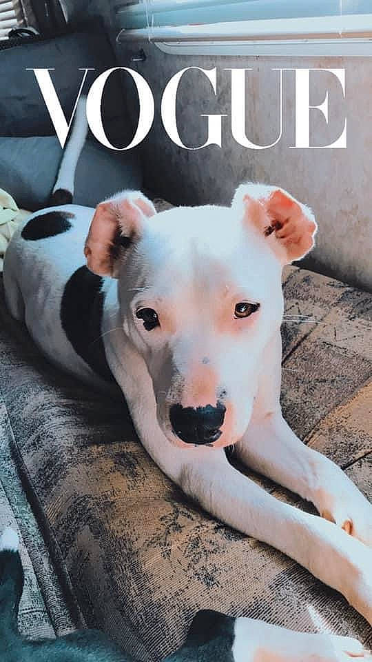 Addy joined the competition — help win amazing prizes! canidae, carnivore, collar, companion_dog, dog, dog_breed, dog_collar, dog_supply, fawn, font, linens, logo, paw, pet_supply, photo_caption, snout, sporting_group, terrestrial_animal, whiskers, working_animal