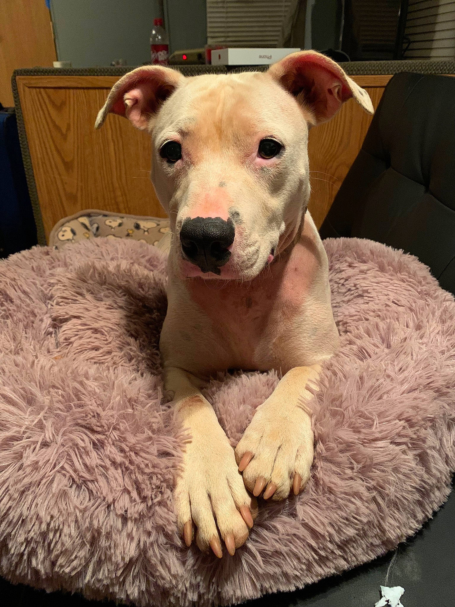 Addy joined the competition — help win amazing prizes! cabinetry, canidae, carnivore, collar, comfort, companion_dog, couch, dog, dog_breed, dog_supply, fawn, fur, non_sporting_group, paw, snout, sporting_group, tail, terrestrial_animal, whiskers, working_animal