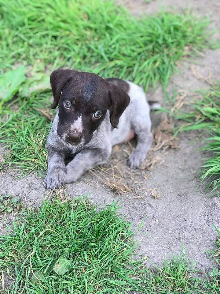 Roxane a rejoint le concours — aidez-le/la à gagner de superbes lots ! borador, canidae, carnivore, companion_dog, dog, dog_breed, fur, grass, groundcover, gun_dog, plant, pointing_breed, puppy, snout, street_dog, tail, terrestrial_animal, terrier, working_animal, working_dog