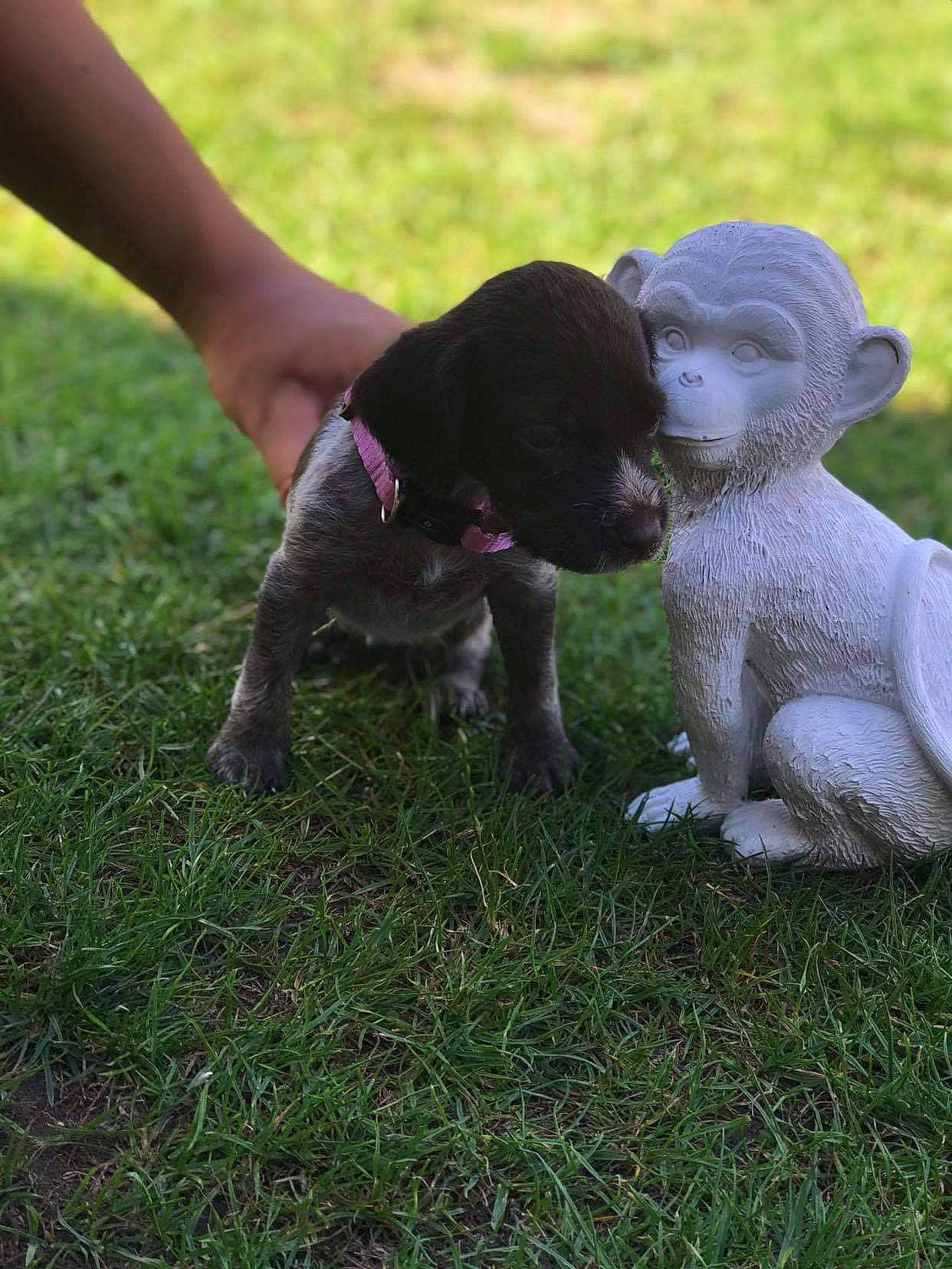 Roxane participe au concours pour gagner de l'argent avec cette photo : art, canidae, carnivore, companion_dog, dog, dog_breed, fawn, gesture, grass, groundcover, human_leg, liver, pointing_breed, sculpture, snout, sporting_group, statue, tail, terrestrial_animal, working_animal