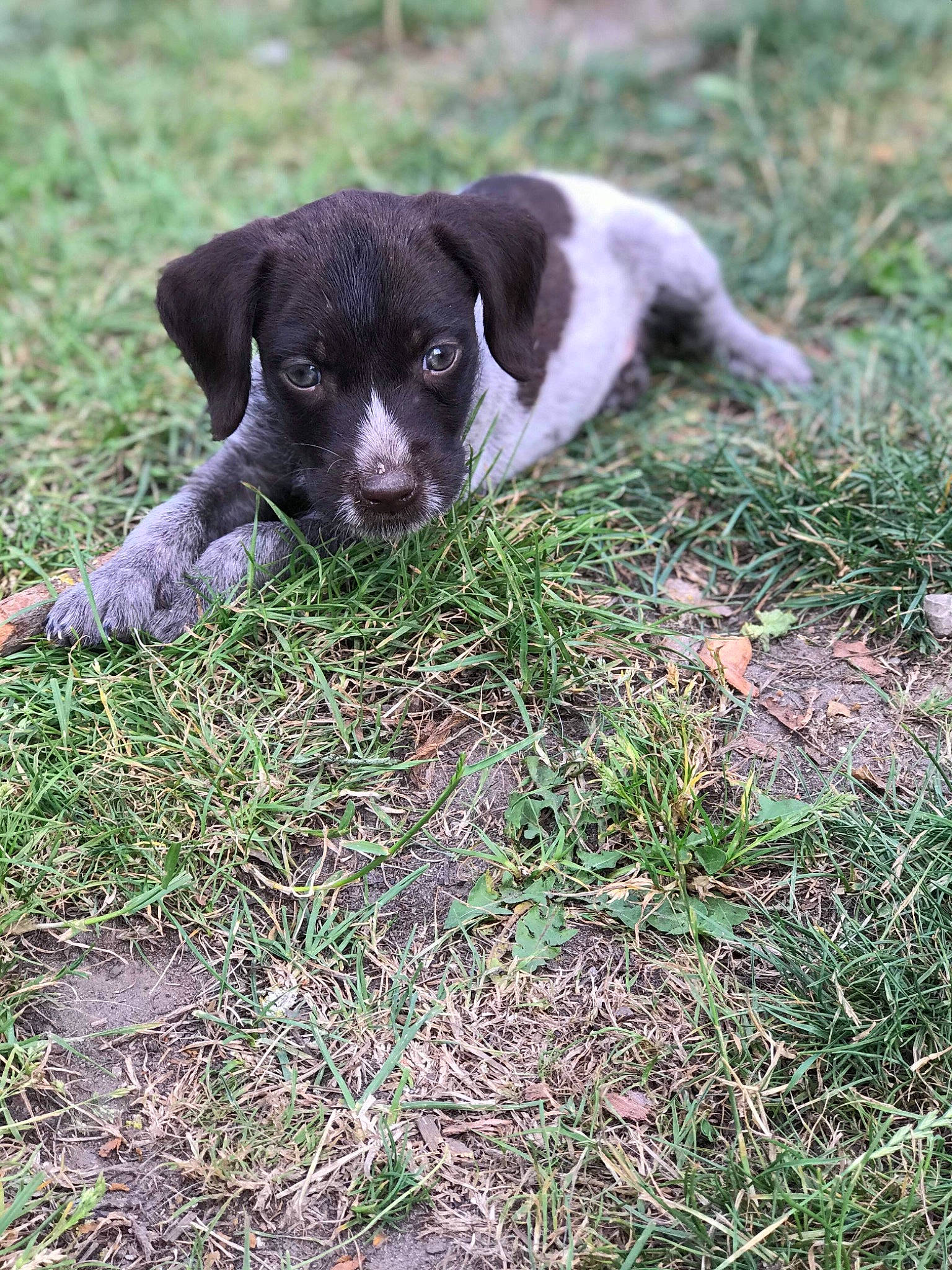 Roxane a rejoint le concours — aidez-le/la à gagner de superbes lots ! annual_plant, borador, canidae, carnivore, companion_dog, dog, dog_breed, fawn, grass, groundcover, gun_dog, non_sporting_group, plant, puppy, snout, soil, sporting_group, tail, terrestrial_animal, working_animal