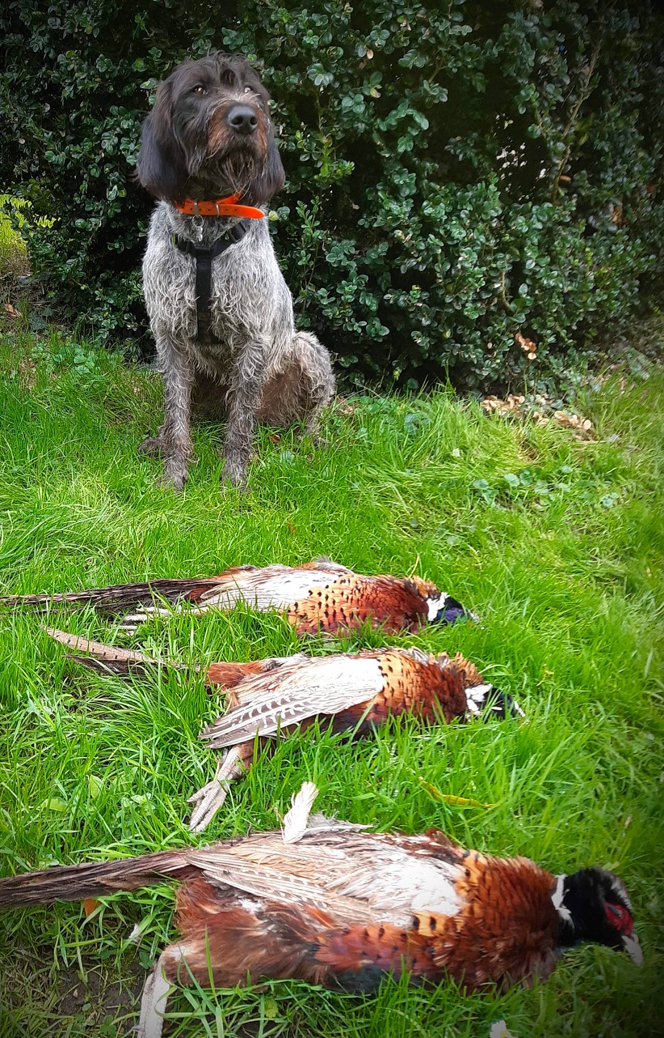 Phalco participe au concours pour gagner de l'argent avec cette photo : beak, bird, carnivore, companion_dog, dog, dog_breed, galliformes, grass, groundcover, lawn, mammal, phasianidae, plant, poodle, ring_necked_pheasant, tail, terrestrial_animal, terrier, vertebrate, water_dog