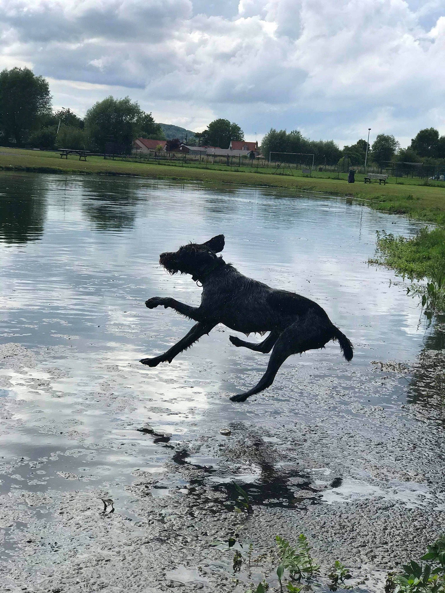 Phalco participe au concours pour gagner de l'argent avec cette photo : body_of_water, canidae, carnivore, cloud, cumulus, dog, dog_breed, grass, lake, plant, reservoir, shadow, sky, soil, sporting_group, tail, tree, water, wildlife, working_animal