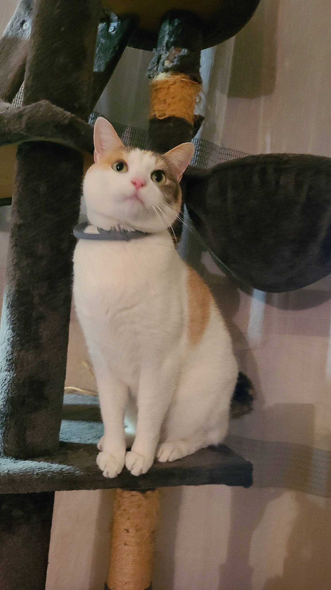 Chouquette participe au concours pour gagner de l'argent avec cette photo : carnivore, cat, domestic_short_haired_cat, fawn, felidae, formal_wear, fur, paw, photo_caption, small_to_medium_sized_cats, snout, tail, whiskers, window