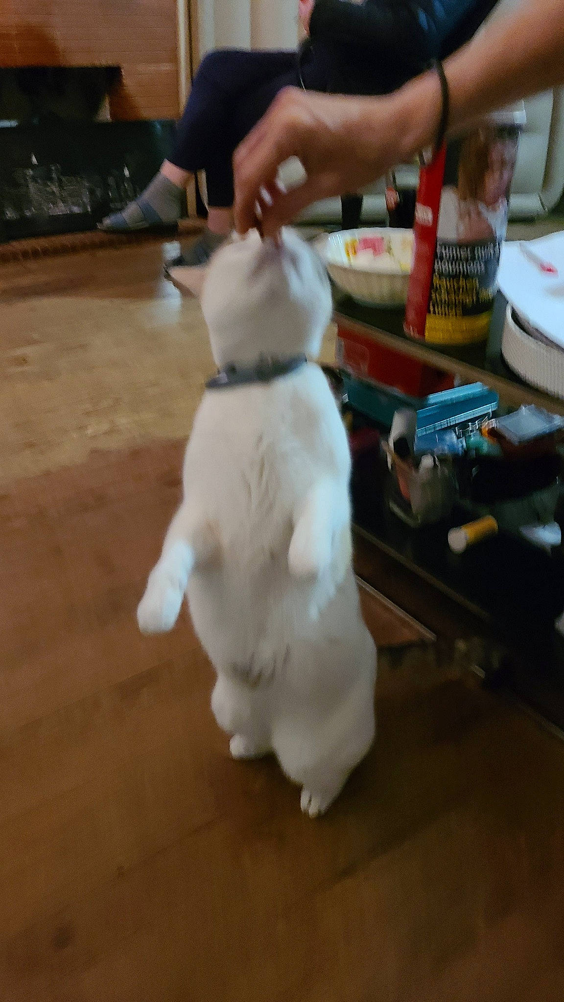 Chouquette participe au concours pour gagner de l'argent avec cette photo : canidae, carnivore, comfort_food, companion_dog, cooking, dog_breed, fawn, felidae, flooring, fur, hardwood, non_sporting_group, snout, sporting_group, stuffed_toy, tableware, tail, toy, wood, working_animal