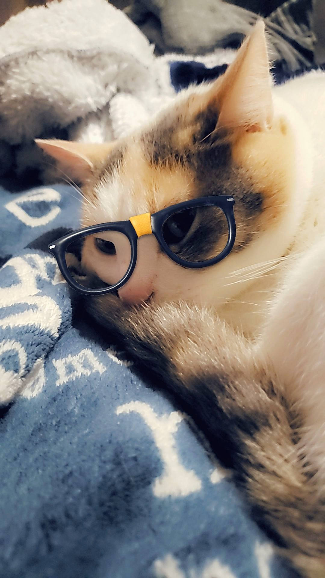 Chouquette participe au concours pour gagner de l'argent avec cette photo : beard, carnivore, cat, close_up, comfort, domestic_short_haired_cat, eyewear, fawn, felidae, fur, glasses, moustache, nose, selfie, sky, small_to_medium_sized_cats, snout, sunglasses, vision_care, whiskers