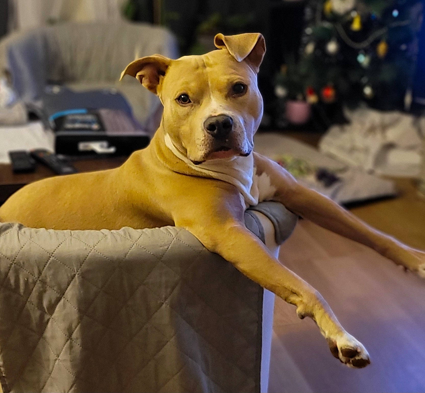 Mr Tyron participe au concours pour gagner de l'argent avec cette photo : ancient_dog_breeds, art, canidae, carnivore, companion_dog, dog, dog_breed, dog_collar, dog_supply, fawn, fur, guard_dog, sighthound, snout, sporting_group, tail, terrestrial_animal, toy_dog, whiskers, wood