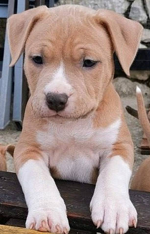 Mr Tyron a rejoint le concours — aidez-le/la à gagner de superbes lots ! ancient_dog_breeds, canidae, carnivore, collar, companion_dog, dog, dog_breed, dog_collar, fawn, fur, hunting_dog, non_sporting_group, snout, sporting_group, terrestrial_animal, whiskers, wood, working_animal