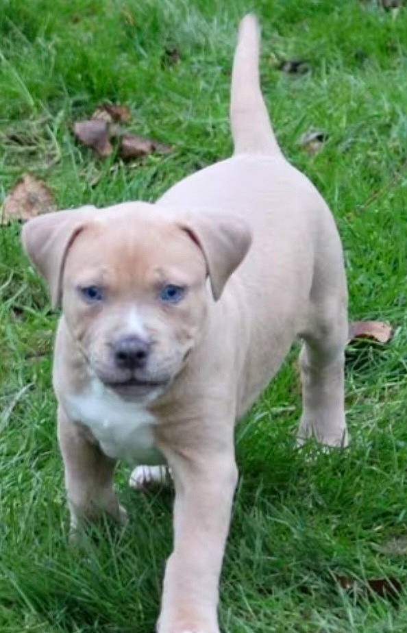 Mr Tyron participe au concours pour gagner de l'argent avec cette photo : ancient_dog_breeds, canidae, carnivore, companion_dog, dog, dog_breed, dog_collar, fawn, grass, non_sporting_group, plant, puppy, snout, sporting_group, street_dog, tail, terrestrial_animal, toy_dog, whiskers, working_animal