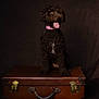 dog, curly_fur, sitting, tongue_out, collar, pink_collar, vintage_suitcase, brown_suitcase, leather, dark_background, studio_shot, pet, animal, portrait, cute, happy, indoor, fur, canine, smiling
