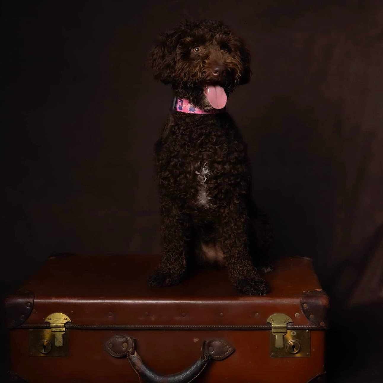 Coco is registered to the contest to win money with this photo: animal, brown_suitcase, canine, collar, curly_fur, cute, dark_background, dog, fur, happy, indoor, leather, pet, pink_collar, portrait, sitting, smiling, studio_shot, tongue_out, vintage_suitcase