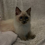 Flocon participe au concours pour gagner de l'argent avec cette photo : cat, kitten, blue_eyes, fur, blanket, plush, indoor, pet, sitting, portrait, closeup, whiskers, paw, bedding, cozy, soft_texture, animal, domestic_cat, ears, sleepy