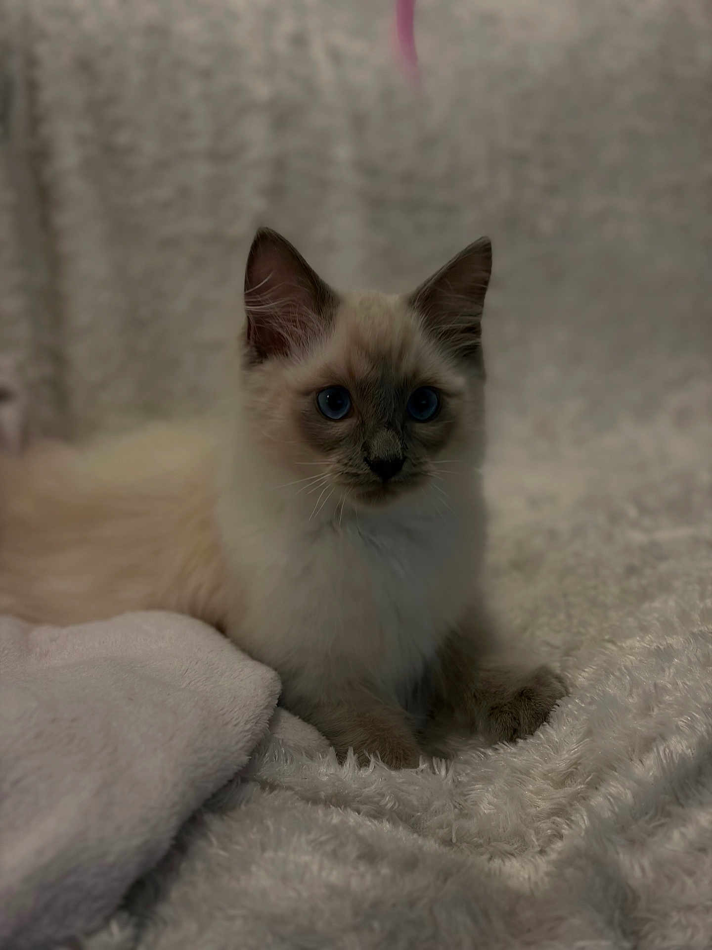 Flocon participe au concours pour gagner de l'argent avec cette photo : cat, kitten, blue_eyes, fur, blanket, plush, indoor, pet, sitting, portrait, closeup, whiskers, paw, bedding, cozy, soft_texture, animal, domestic_cat, ears, sleepy