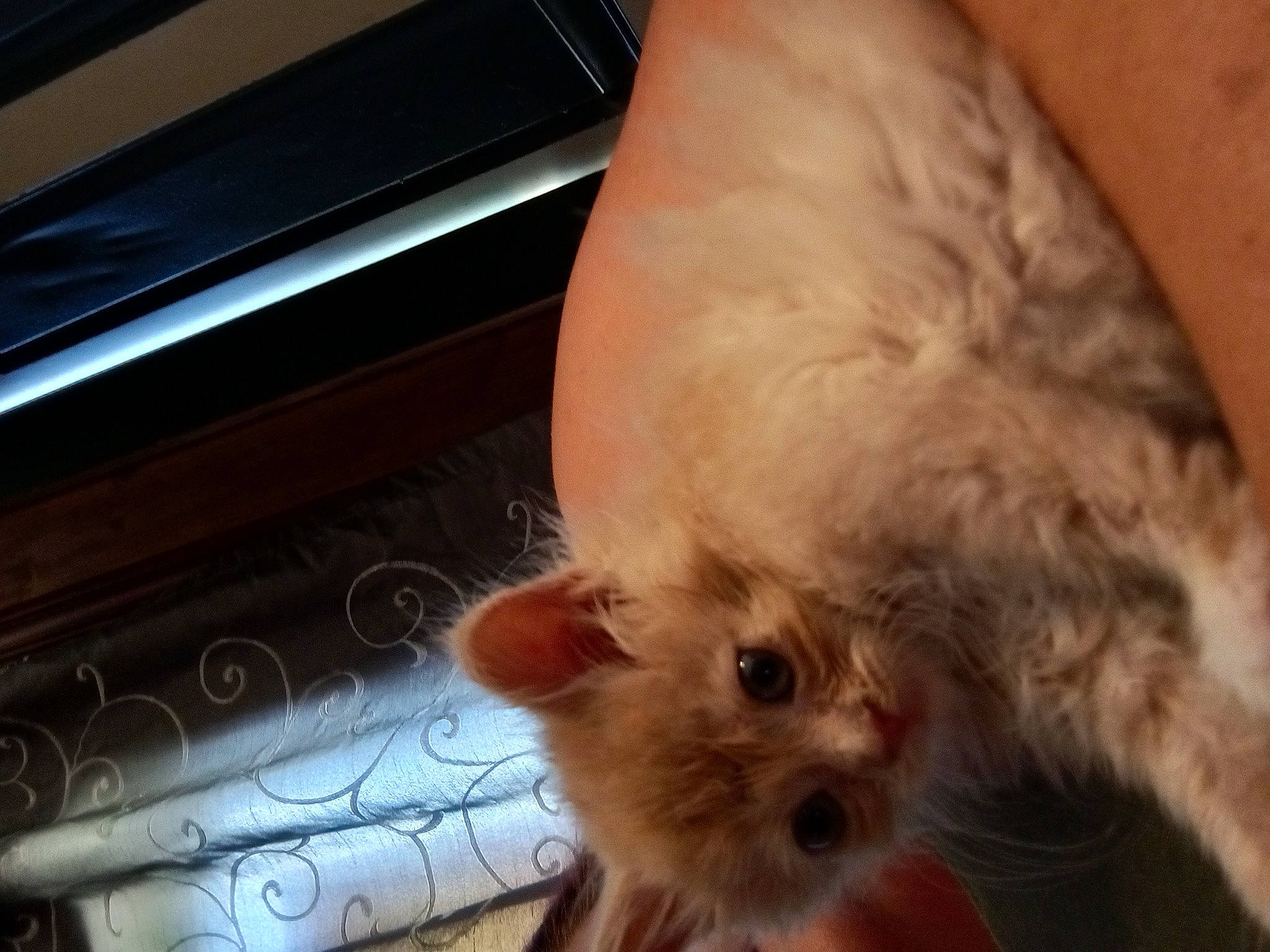 Poppy is registered to the contest to win money with this photo: canidae, carnivore, cat, claw, comfort, companion_dog, dog_breed, fawn, felidae, fur, paw, puppy, small_to_medium_sized_cats, snout, spitz, sporting_group, tail, terrestrial_animal, toy_dog, whiskers