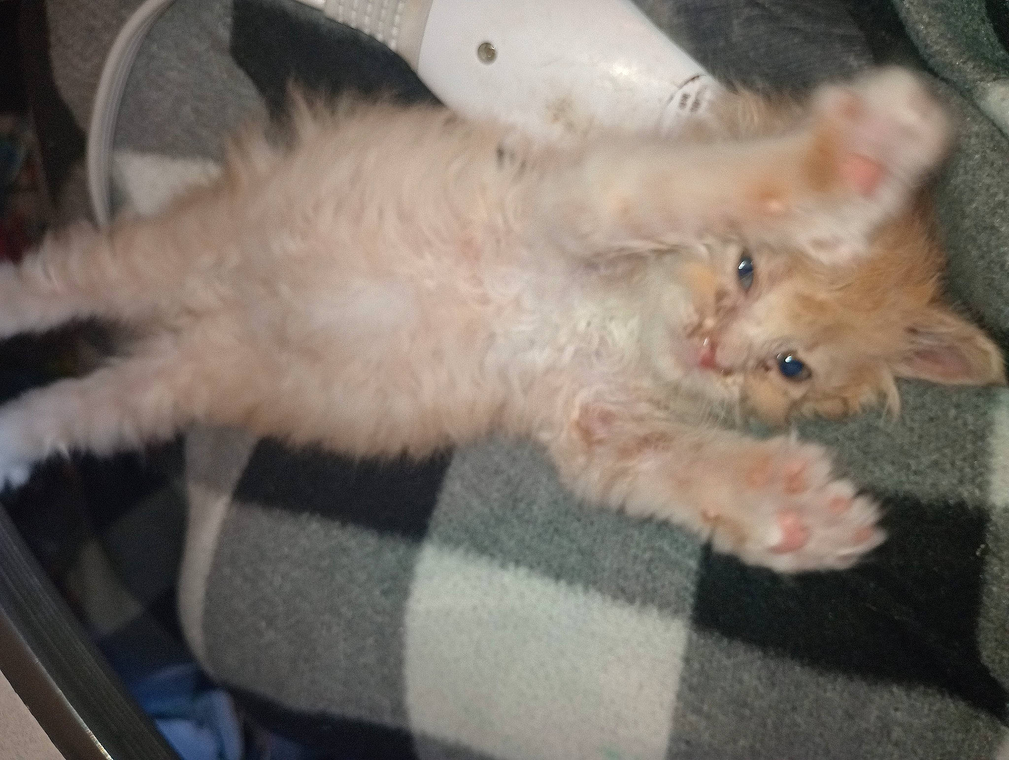 Poppy is registered to the contest to win money with this photo: canidae, carnivore, cat, claw, comfort, domestic_short_haired_cat, fawn, felidae, fur, laperm, nap, paw, small_to_medium_sized_cats, snout, tail, terrestrial_animal, whiskers