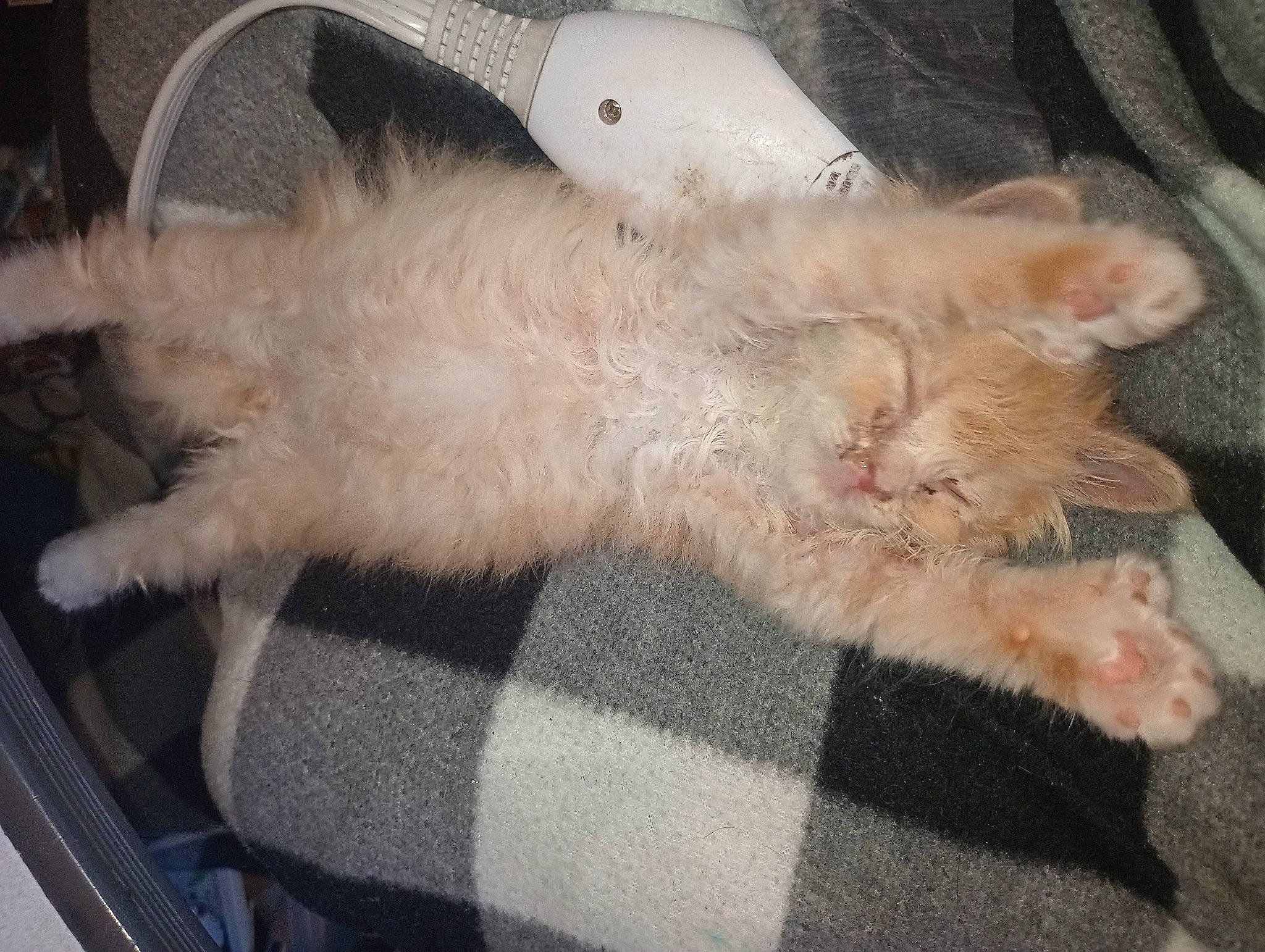 Poppy is registered to the contest to win money with this photo: carnivore, cat, claw, comfort, couch, domestic_short_haired_cat, fawn, felidae, foot, fur, linens, nap, paw, sleep, small_to_medium_sized_cats, snout, tail, terrestrial_animal, whiskers