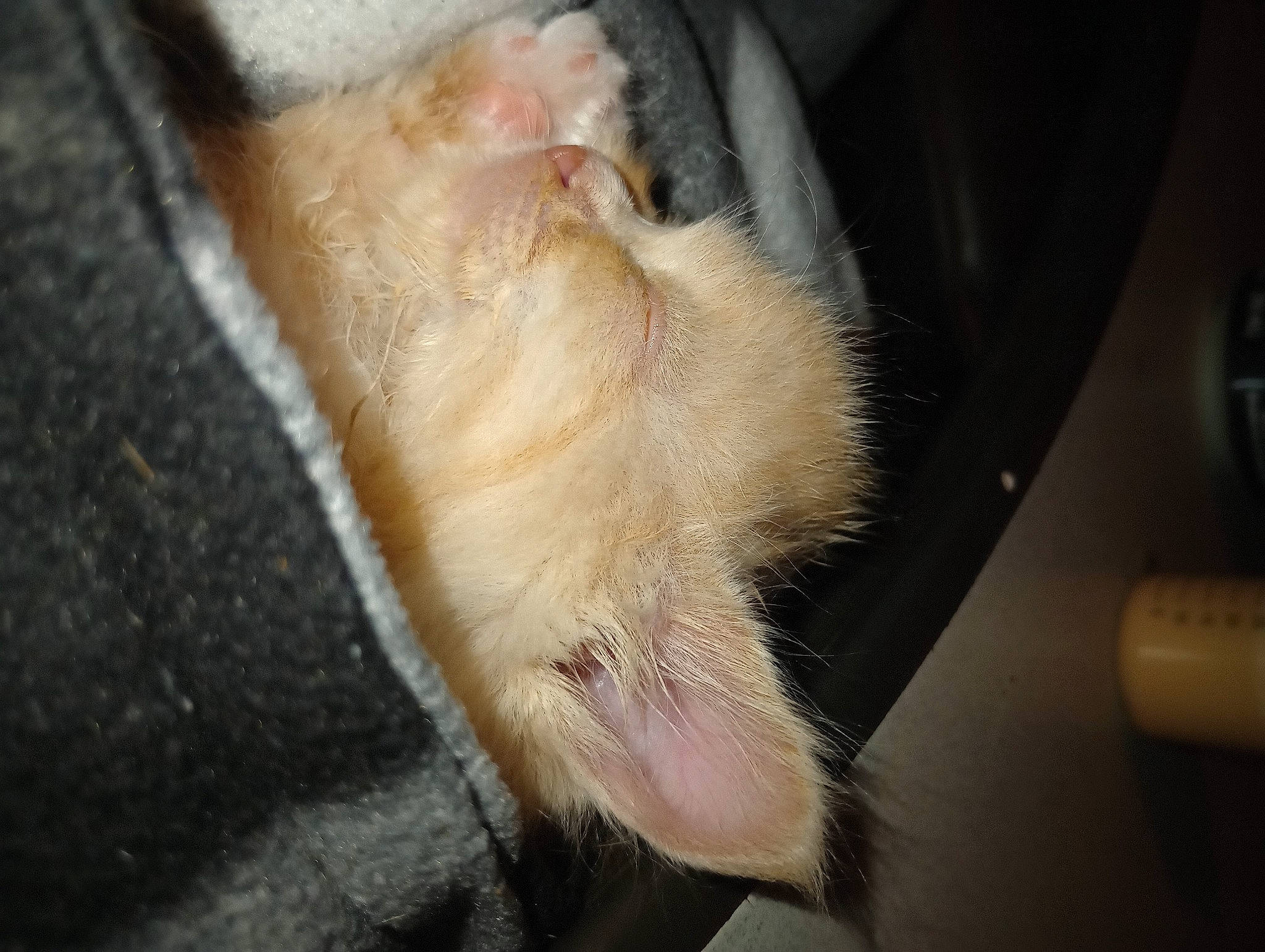 Poppy joined the competition — help win amazing prizes! canidae, carnivore, claw, comfort, dog_breed, fawn, felidae, foot, fur, human_leg, mouse, nail, paw, scar, sporting_group, tail, terrestrial_animal, toe, whiskers