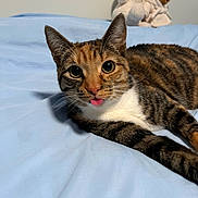 Kimchi is registered to the contest to win money with this photo: cat, tabby, pet, animal, bed, blue_bedspread, tongue_out, playful, cute, indoor, plush_toys, stuffed_animals, cozy, fur, whiskers, ears, relaxed, closeup, domestic_cat, resting