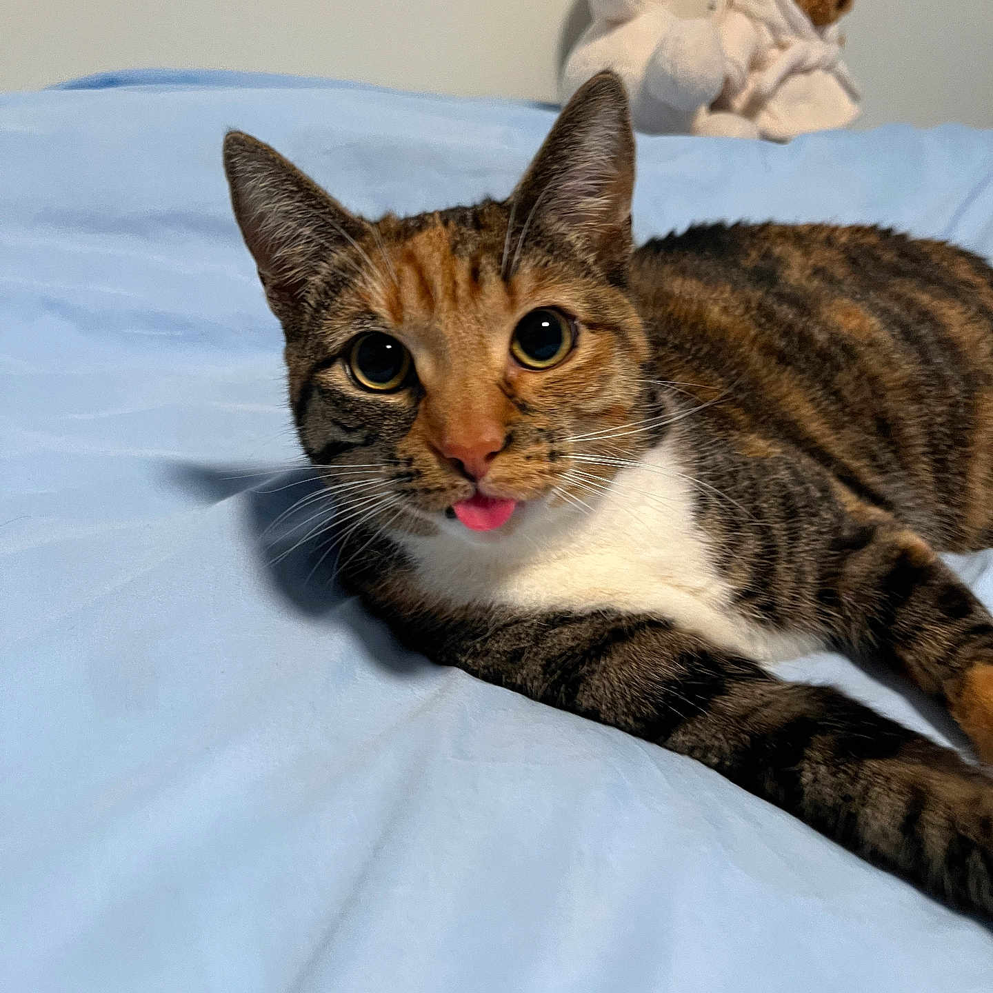 Kimchi is registered to the contest to win money with this photo: cat, tabby, pet, animal, bed, blue_bedspread, tongue_out, playful, cute, indoor, plush_toys, stuffed_animals, cozy, fur, whiskers, ears, relaxed, closeup, domestic_cat, resting