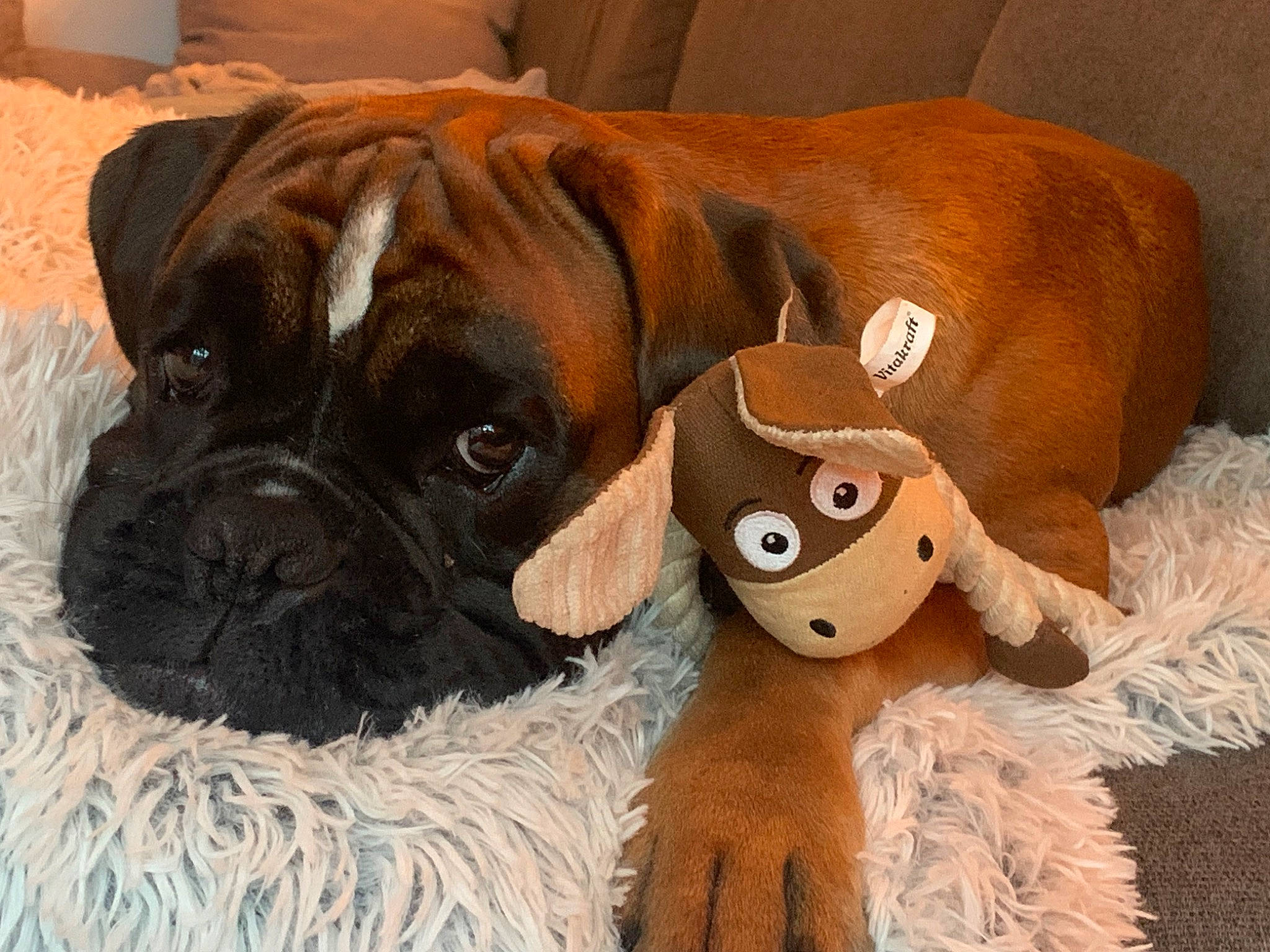 Spyke a rejoint le concours — aidez-le/la à gagner de superbes lots ! boxer, brown, canidae, carnivore, companion_dog, dog, dog_breed, dog_supply, fawn, fur, liver, ori_pei, pet_supply, snout, sporting_group, stuffed_toy, toy, whiskers, working_animal, wrinkle