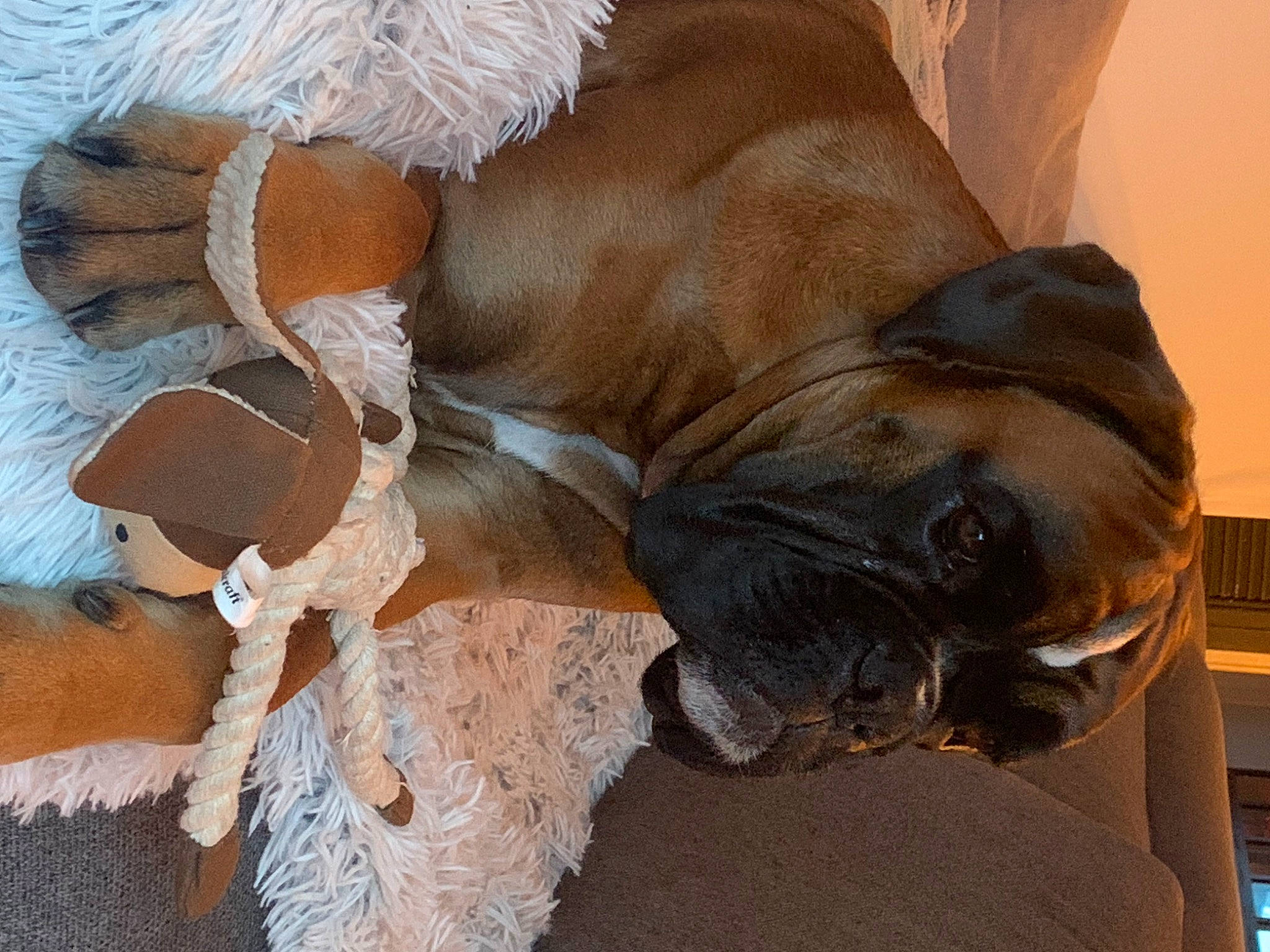 Spyke participe au concours pour gagner de l'argent avec cette photo : canidae, carnivore, comfort, companion_dog, dog_breed, fawn, felidae, fur, liver, pack_animal, snout, sporting_group, stallion, tail, terrestrial_animal, whiskers, wildlife, wood, working_animal, wrinkle