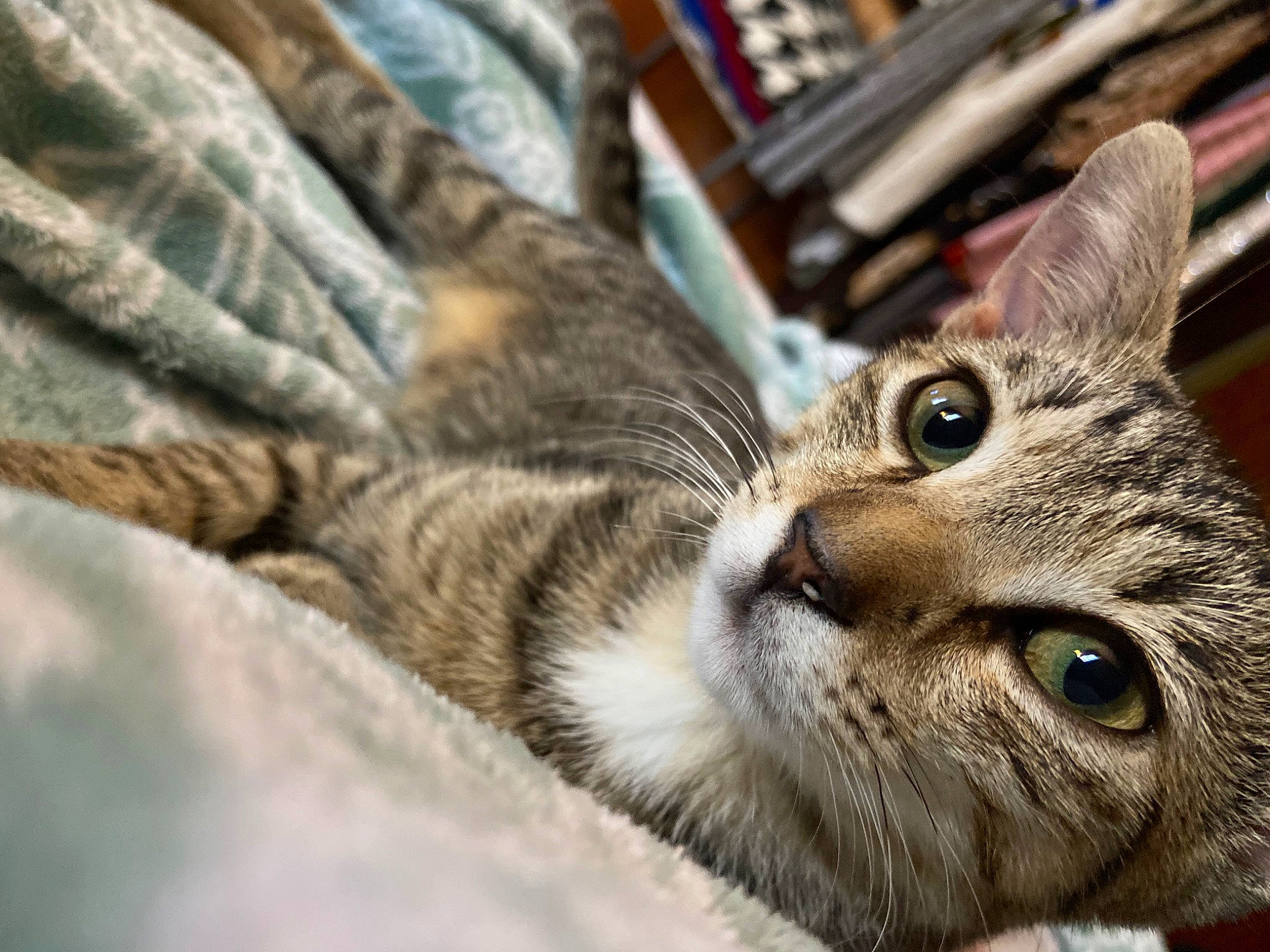 Laila is registered to the contest to win money with this photo: bored, carnivore, cat, claw, comfort, domestic_short_haired_cat, felidae, fur, small_to_medium_sized_cats, snout, terrestrial_animal, whiskers, wildlife