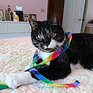 Peaches is registered to the contest to win money with this photo: cat, tabby, green_eyes, scarf, rainbow, quilt, bedroom, indoor, pet, playful, feline, close_up, cozy, decor, furniture, home, animal, relaxed, whiskers, paw