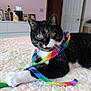cat, tabby, green_eyes, scarf, rainbow, quilt, bedroom, indoor, pet, playful, feline, close_up, cozy, decor, furniture, home, animal, relaxed, whiskers, paw