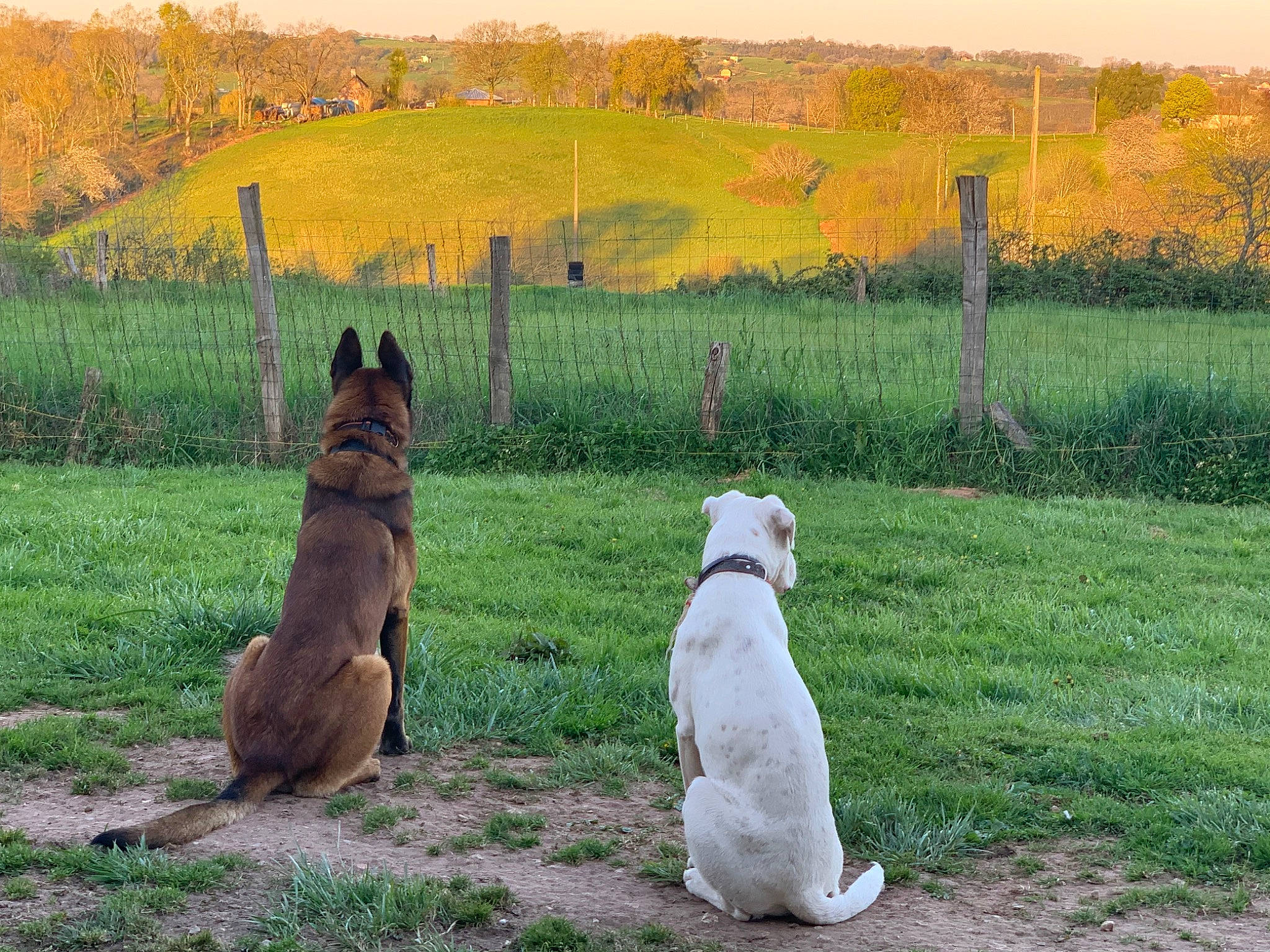 Leiko a rejoint le concours — aidez-le/la à gagner de superbes lots ! canidae, carnivore, dog, dog_breed, german_shepherd_dog, mammal, pasture, terrier, vertebrate