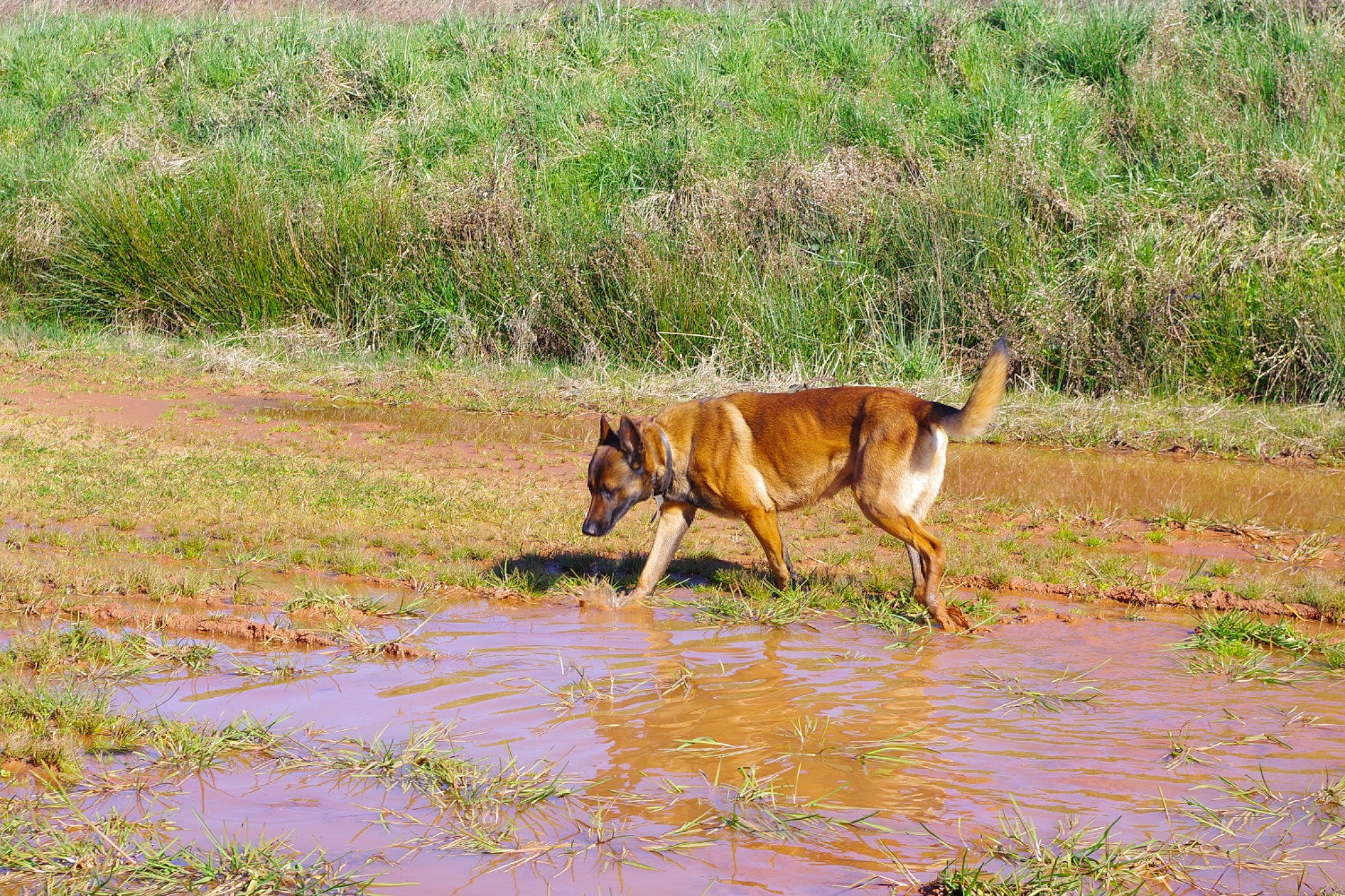 Leiko participe au concours pour gagner de l'argent avec cette photo : canidae, carnivore, dhole, dingo, dog, dog_breed, hunting_dog, mammal, national_park, plant, safari, vertebrate, wildlife