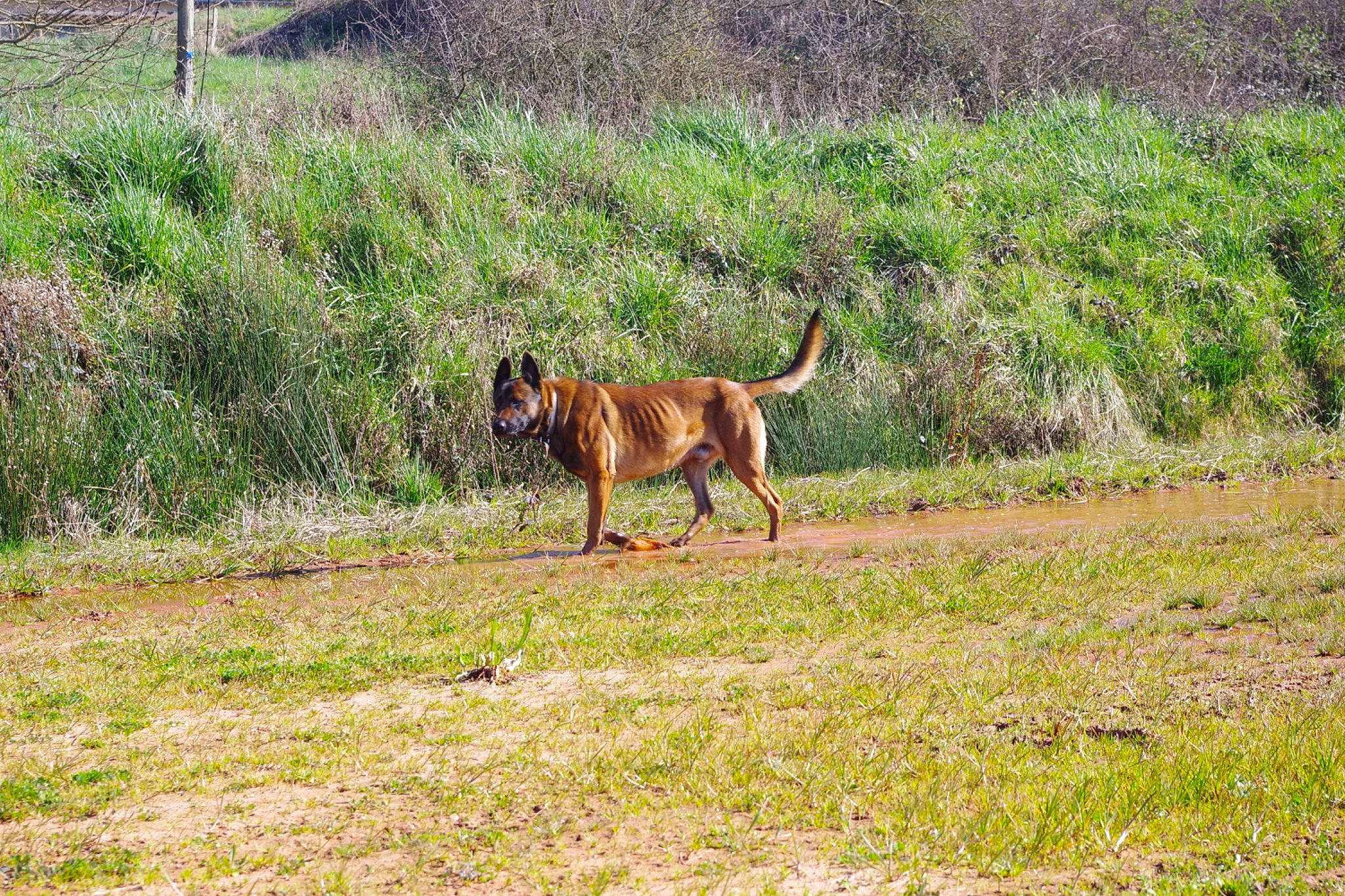 Leiko participe au concours pour gagner de l'argent avec cette photo : alano_espanol, boerboel, canidae, carnivore, dog, dog_breed, hunting_dog, mammal, tosa, vertebrate, wildlife, working_dog