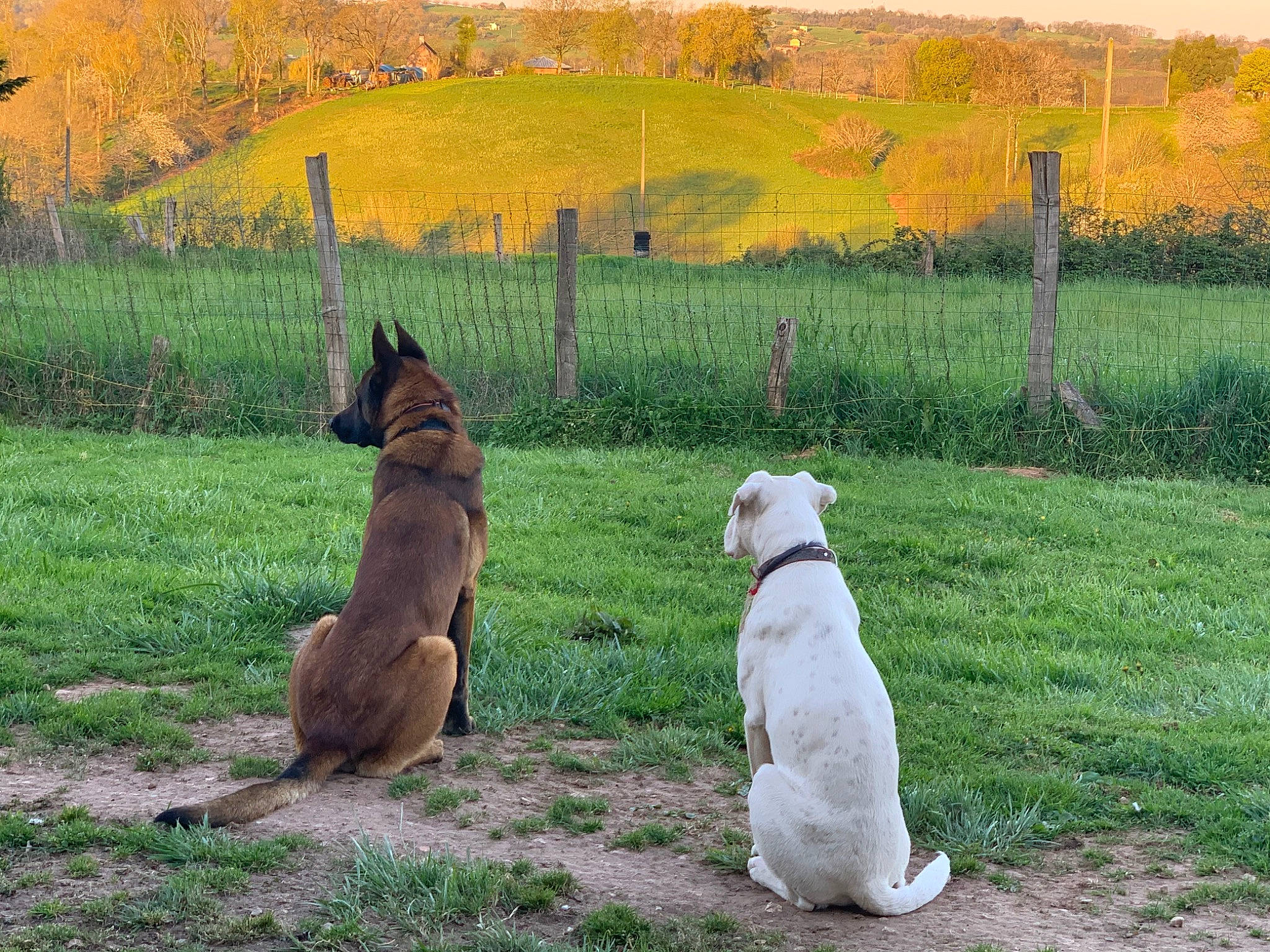 Leiko a rejoint le concours — aidez-le/la à gagner de superbes lots ! american_staffordshire_terrier, ancient_dog_breeds, canidae, carnivore, dog, dog_breed, fawn, guard_dog, labrador_retriever, mammal, non_sporting_group, pasture, sporting_group, terrier, vertebrate, wildlife