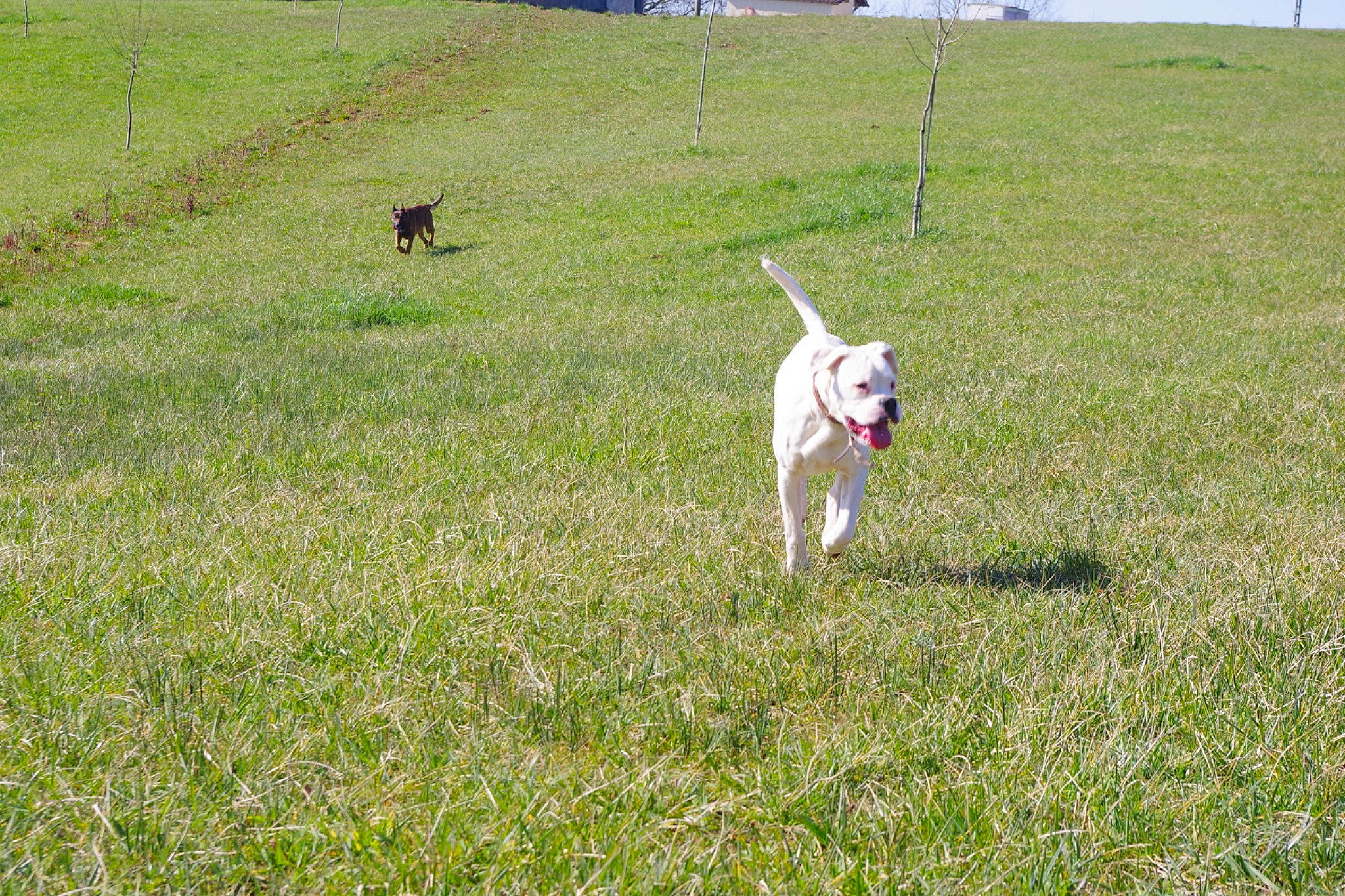 Pops a rejoint le concours — aidez-le/la à gagner de superbes lots ! canidae, carnivore, companion_dog, dog, dog_breed, dogo_argentino, grass, grassland, hunting_dog, labrador_retriever, lawn, meadow, non_sporting_group, pasture, pointer, sporting_group, tail