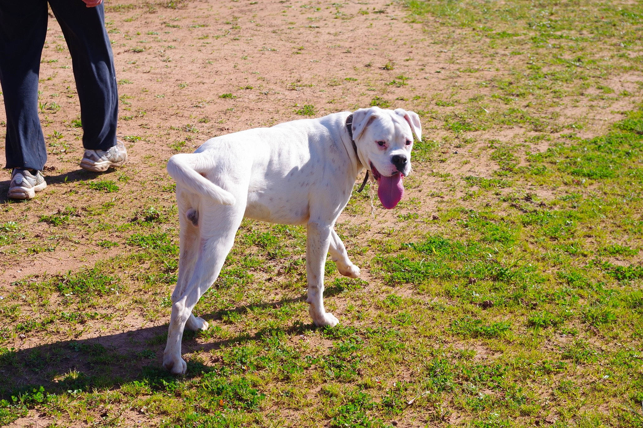 Pops participe au concours pour gagner de l'argent avec cette photo : canidae, carnivore, companion_dog, dog, dog_breed, greyhound, hunting_dog, mammal, non_sporting_group, pointer, rare_breed_dog, sporting_group, tail, vertebrate, working_dog