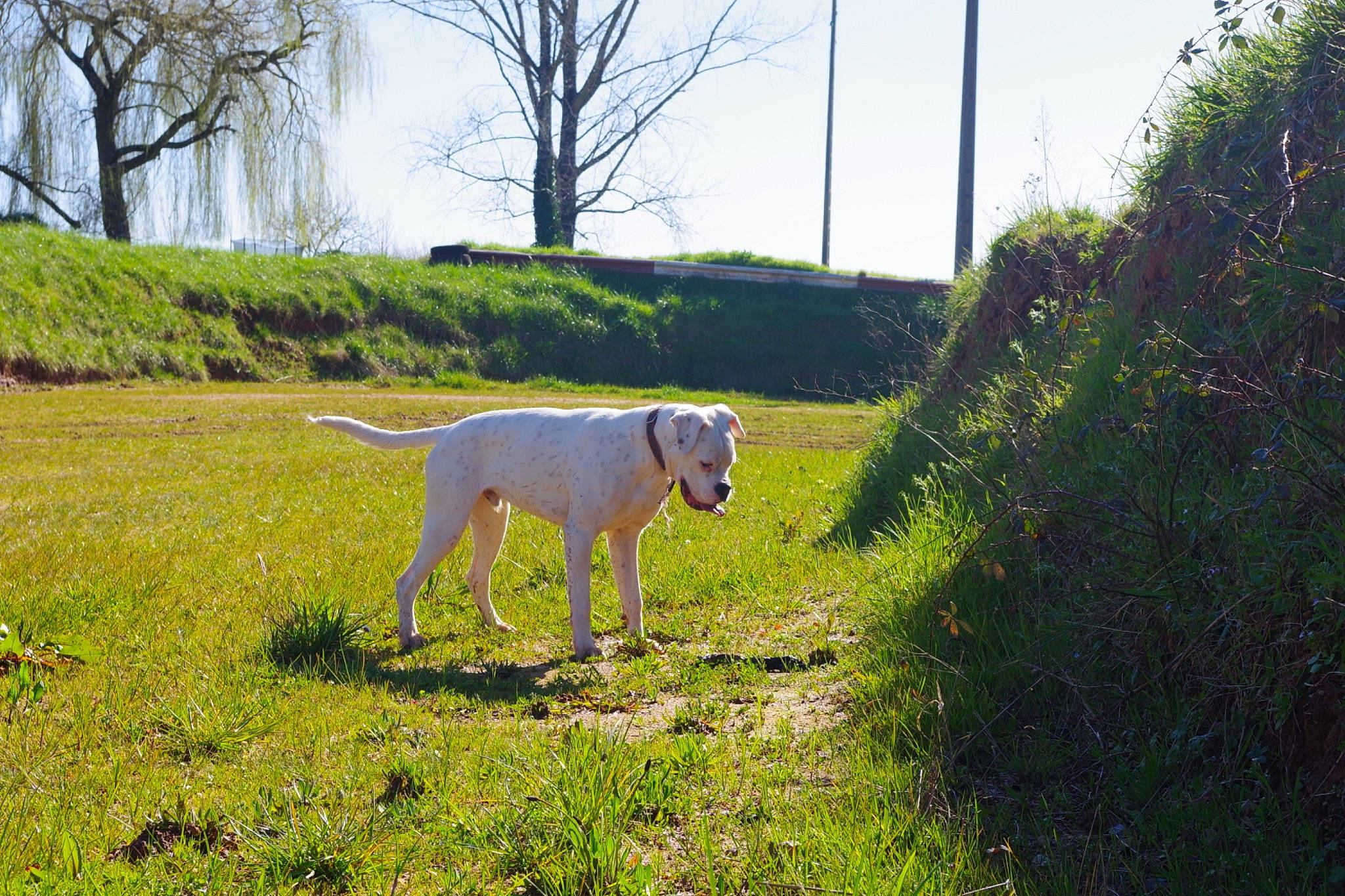 Pops participe au concours pour gagner de l'argent avec cette photo : canidae, carnivore, dog, dog_breed, dogo_argentino, grass, guard_dog, hunting_dog, mammal, pointer, pointing_breed, sporting_group, tail, vertebrate, weimaraner