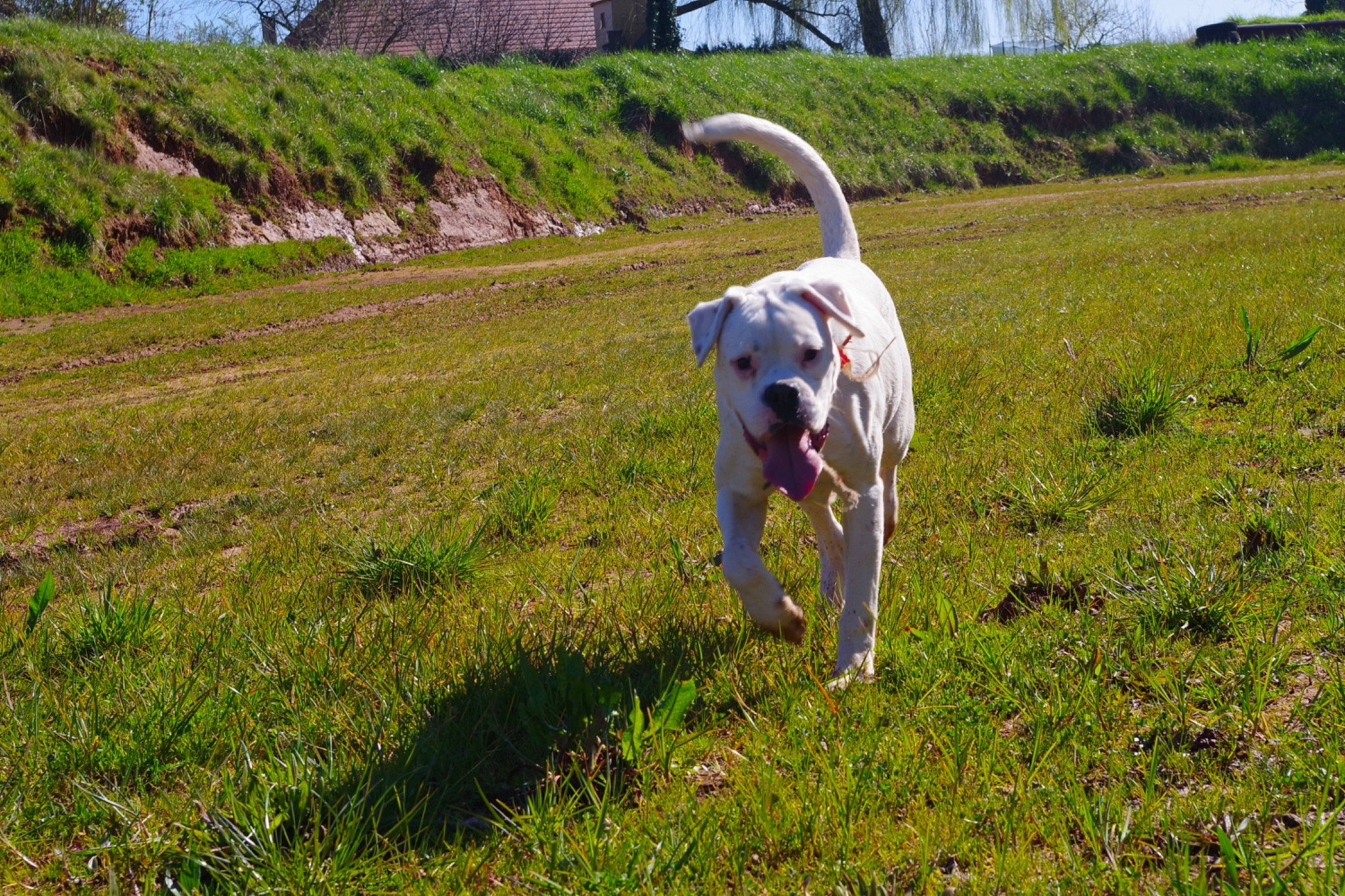 Pops participe au concours pour gagner de l'argent avec cette photo : american_bulldog, canidae, carnivore, dalmatian, dog, dog_breed, dogo_argentino, lurcher, mammal, meadow, non_sporting_group, pasture, pointer, sporting_group, vertebrate, whippet