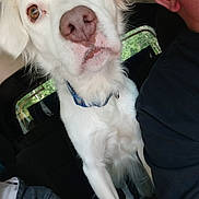 Yuki joined the competition — help win amazing prizes! animal, brown_eyes, canine, car_interior, close_up, collar, companion, curious, daylight, dog, face, fur, indoor, person_partial, pet, road_trip, seat, travel, white_dog, window