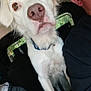 animal, brown_eyes, canine, car_interior, close_up, collar, companion, curious, daylight, dog, face, fur, indoor, person_partial, pet, road_trip, seat, travel, white_dog, window