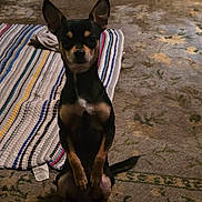Poncho joined the competition — help win amazing prizes! dog, small_dog, black_dog, tan_markings, sitting, indoor, carpet, rug, striped_rug, pet, ears_up, looking_at_camera, animal, cute, alert, floor, domestic_animal, companion, portrait, attention