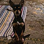 dog, small_dog, black_dog, tan_markings, sitting, indoor, carpet, rug, striped_rug, pet, ears_up, looking_at_camera, animal, cute, alert, floor, domestic_animal, companion, portrait, attention